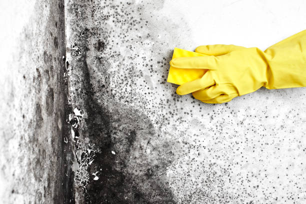 Best Mold Removal Company Near Me  in Camas, WA