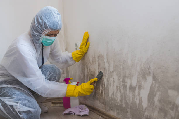 Best Mold Testing and Removal  in Camas, WA