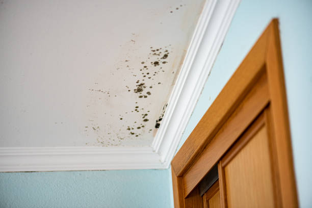 Best Professional Mold Removal  in Camas, WA