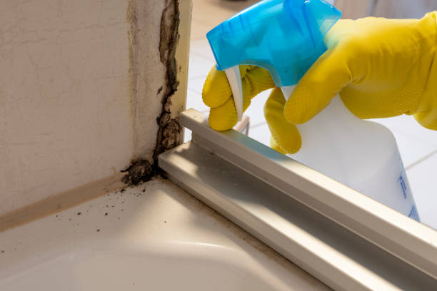 Best Mold Removal Company Near Me  in Camas, WA