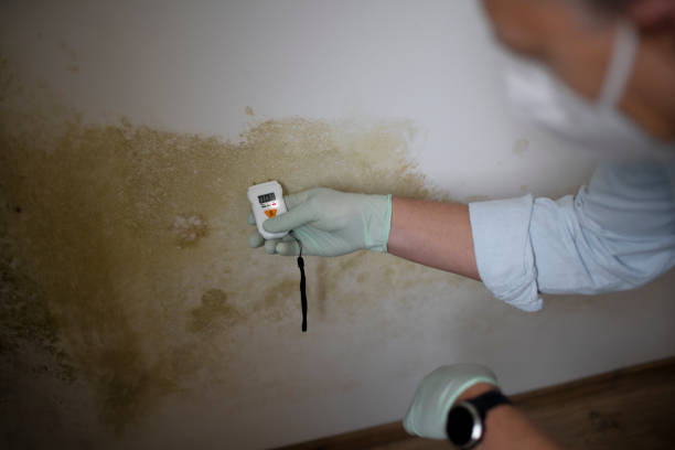 Best Toxic Mold Removal  in Camas, WA