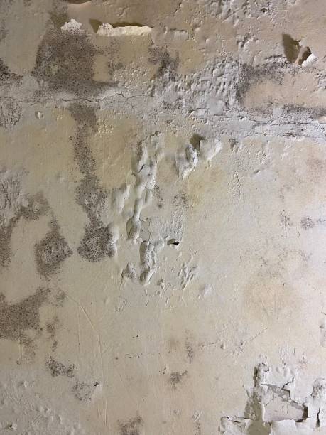 Best Toxic Mold Removal  in Camas, WA