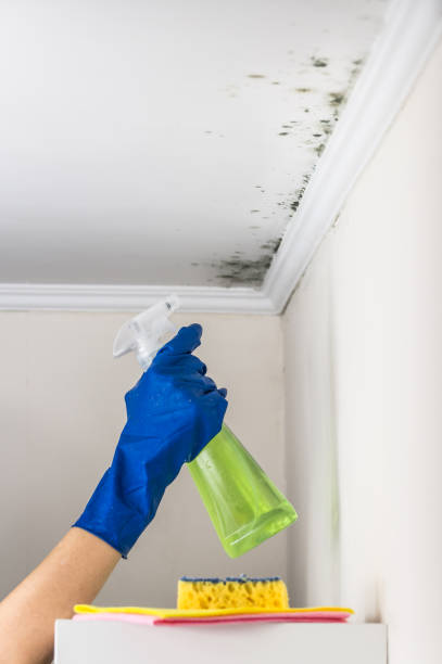 Best Mold Remediation  in Camas, WA